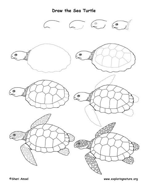 There's no one way to draw a turtle. How To Draw A Sea Turtle sea turtle drawing lesson ...