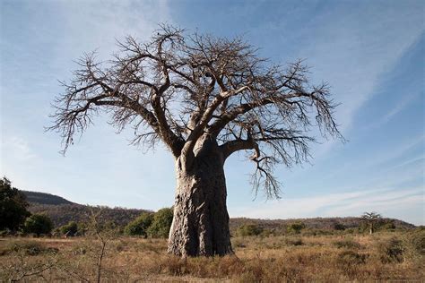 Baobab Adansonia Digitata Tree Photograph By Dr Andre Van Rooyen
