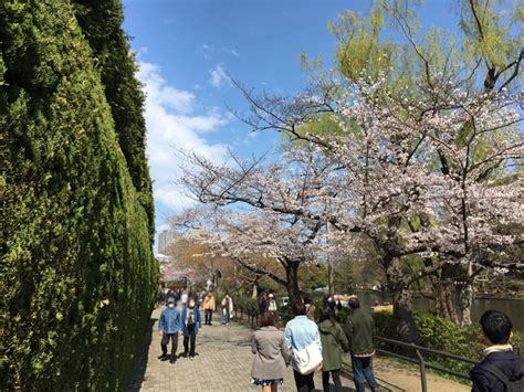 2019平成最後の桜記録＠石神井公園 | いのぜん：井の頭公園vs善福寺公園