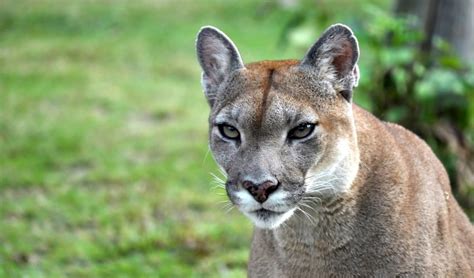 Eastern Cougars Declared Extinct After Vanishing Over 75 Years Ago •