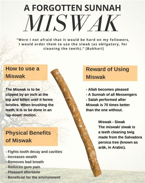 The Miswak Natures Best Toothbrush Plus Benefits Wehalal
