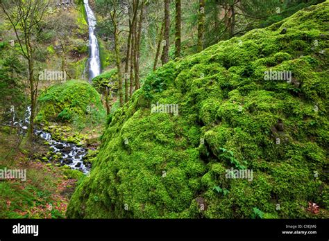 Waterfalls Creek Spring Moss Mossy Hi Res Stock Photography And Images