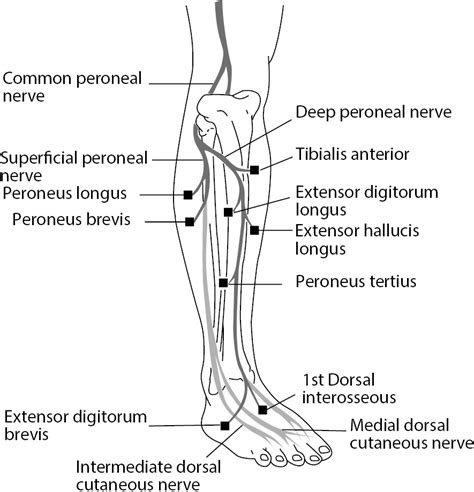 Superficial Peroneal Nerve Block Overview Indications