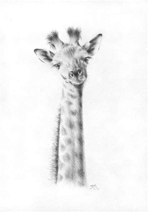 Baby Giraffe Pencil Drawing Marked By Magic