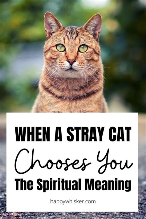 When A Stray Cat Chooses You The Spiritual Meaning Feral Cats Stray