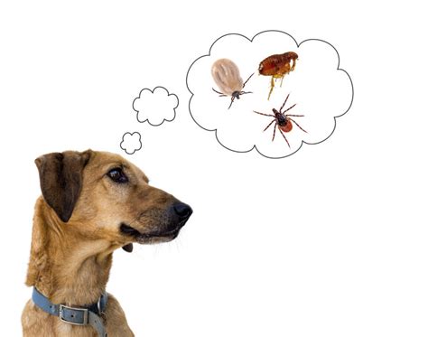 Dog Health Risk Ticks And Flea Disease Carrier Protection Humane