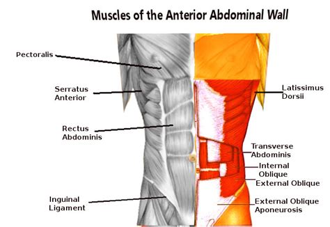 Anatomy Abdomen And Pelvis Anterolateral Abdominal Wall Fascia