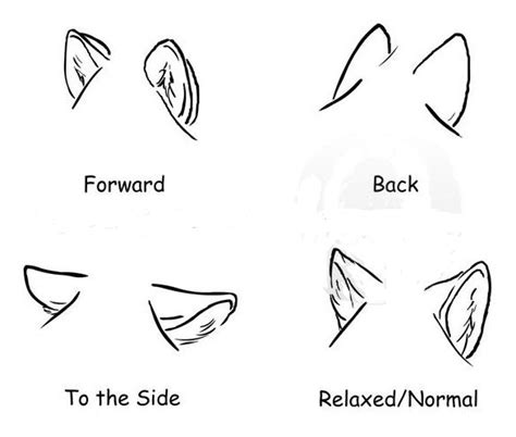 How To Draw Wolf Ears Orelhas De Lobo Tutoriais De Desenho