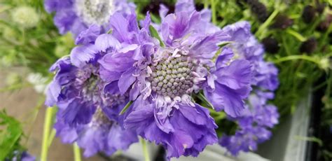 Lavender Scabiosa Frank Adams Flickr