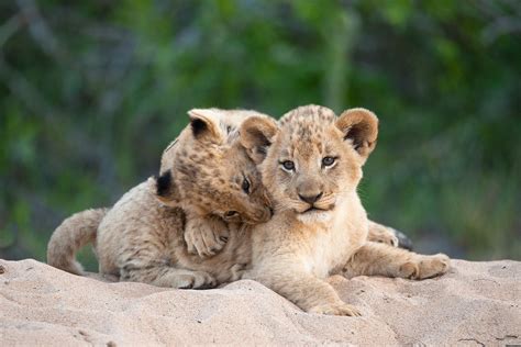 Lion Cubs At Play 2 Of A Litter Of 3 Lion Cubs That I Am So Lucky To