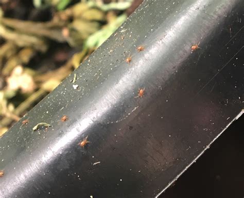 Root Aphids Pest Control Uk420