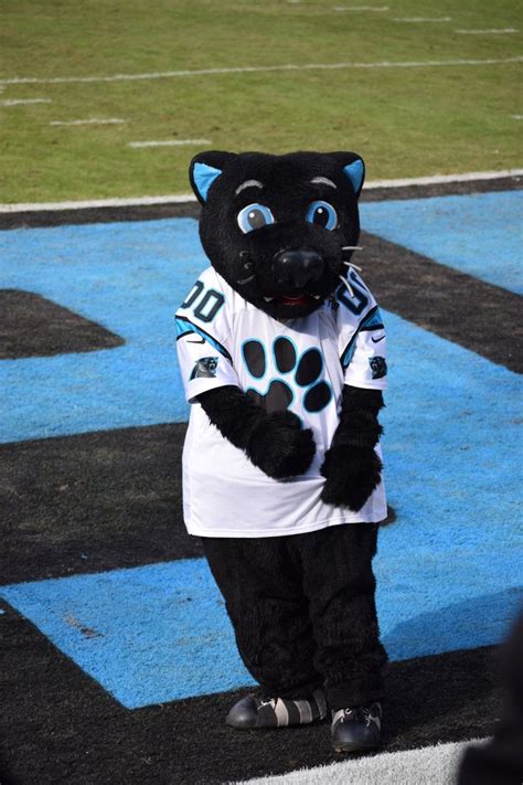Carolinapanthers Sirpurr Carolina Panthers Football Panthers