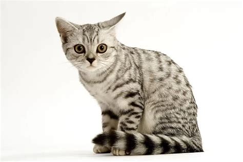 Cat British Shorthair Kitten Silver Spotted Tabby Available As Framed