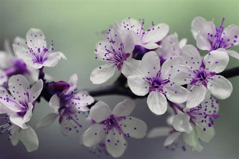 Free Images Nature Branch Blossom Blur Growth White Stem