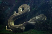 Are Anacondas Endangered and What Can We Do To Protect Them?