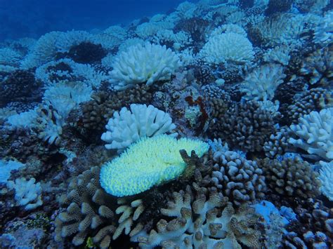 Coral Bleaching Image Eurekalert Science News Releases