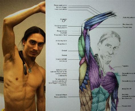 Anatomy Raised Arm Armpit 인체 해부학 해부학 그림