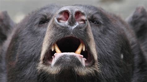 The Deadliest Bear Attacks In History