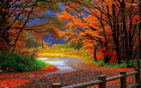 Fall Forest Wallpapers Top Free Fall Forest Backgrounds Wallpaperaccess