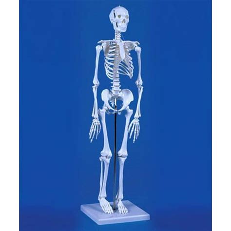 Model Skeleton Patrick Mini Medical Products