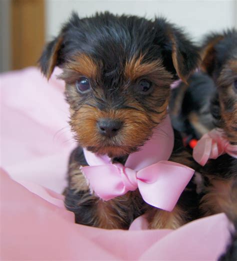 Pure Breed Yorkshire Terrier Puppies Teacup Yorkie