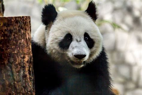 Portrait Of Cub Of Panda Bear Close Up Cute Animals Of The World Stock