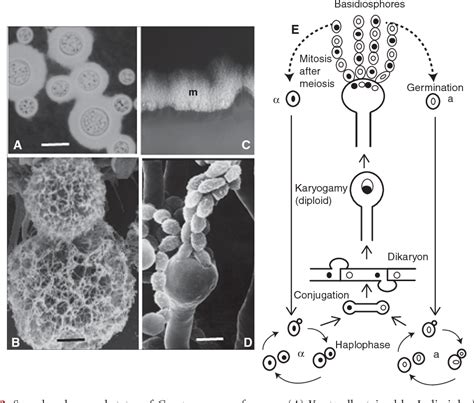 Figure From Cryptococcus Neoformans And Cryptococcus Gattii The Etiologic Agents Of