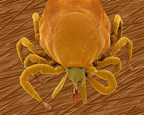 Deer Tick Ixodes Scapularis Sem Stock Image C0321355 Science