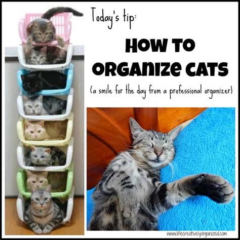 How To Organize Cats Life Creatively Organized