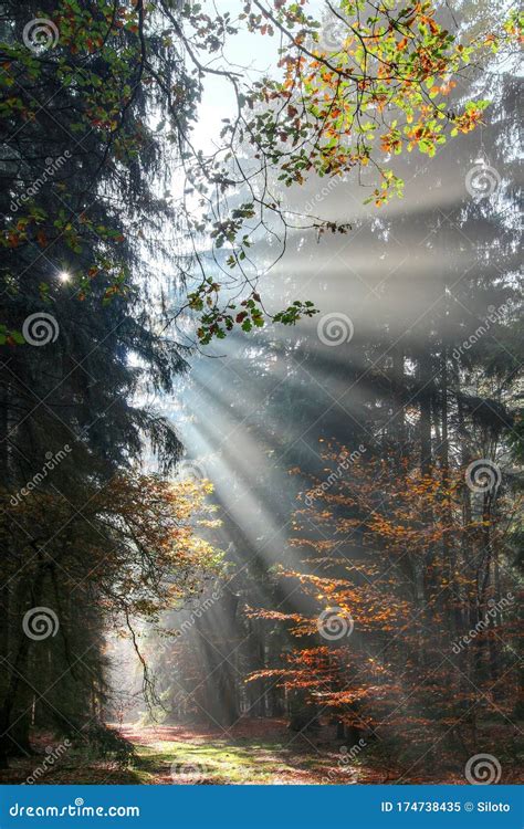 God Beams Sunbeams In The Morning Forest Stock Image Image Of Pine