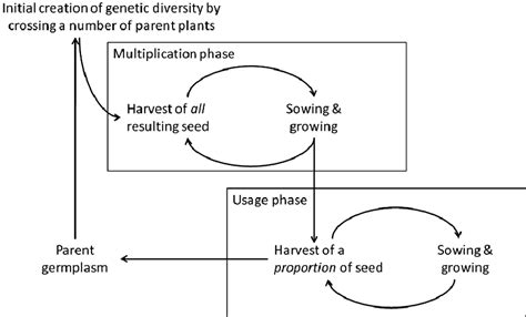 The Stages Of Evolutionary Plant Breeding Download Scientific Diagram