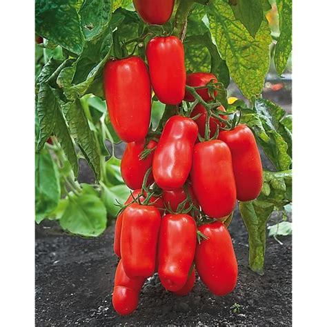 Tomate San Marzano S Lection Semiorto Graines Baumaux