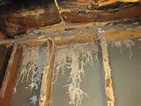 Clark Termite Inspection Pictures