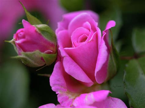 Soft Pink Rose Photograph By Penny Lisowski Fine Art America