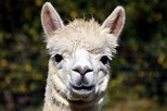 Free photo: Lama - Animal, Camel, Wild - Free Download - Jooinn