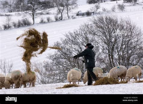 Shepherd Feeding Silage To Flock Of Crossbred Sheep In Snow Using Quad