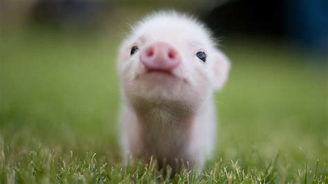 Cute Piglet Wallpaper Wallpapersafari