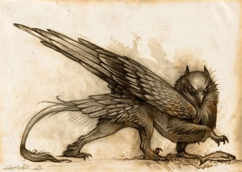 1000 Images About Gryphon And Phoenix On Pinterest Griffins Phoenix