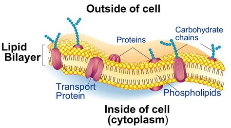 Structure Of The Cell Membrane Download Scientific Diagram