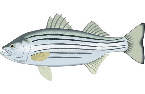 Striped Bass Illustration Stock Vector Illustration Of Animals