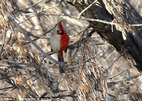 Half Male Half Female Northern Cardinal With Bizarre Split Plumage