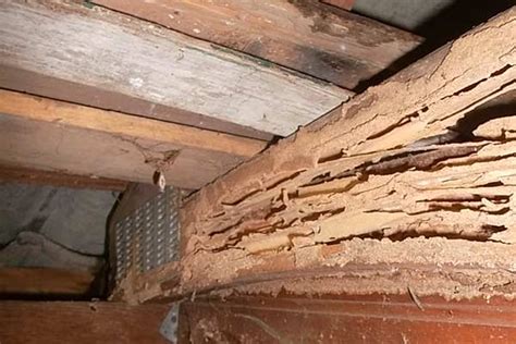 Termites may tunnel through ceilings, including drywall. Termite Damage Signs and Control - Ceiling | Foundation ...