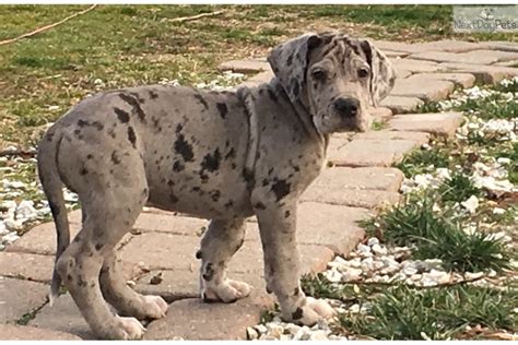 Great danes and puppies of new jersey club. Shazam: Great Dane puppy for sale near Central NJ, New Jersey. | 107ea8d0-e221