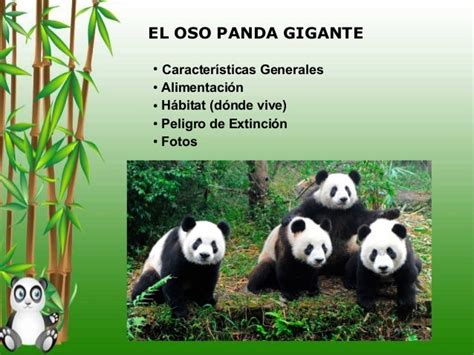 Oso Panda 2 Primaria