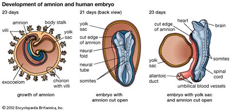 Human Embryo Diagram