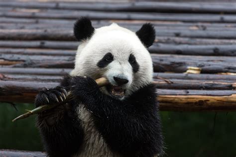 Morto Xinxing Il Panda In Cattività Più Anziano Del Mondo Aveva 38