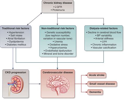 Chronic Kidney Disease And Cerebrovascular Disease Stroke