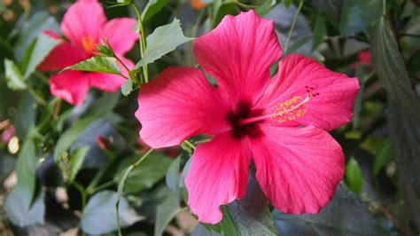 It was adopted into english from the portuguese amouco which in turn originated from the malay amok. 15 Beautiful Flowers and Plants Native to Malaysia