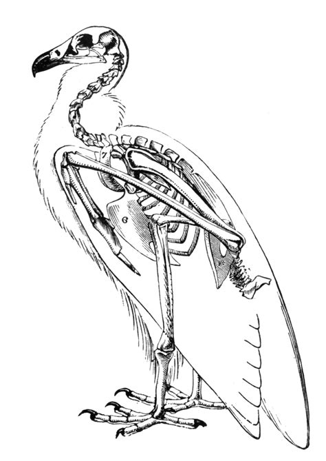 Vintage anatomy diagrams black and. Vulture Skeleton | ClipArt ETC