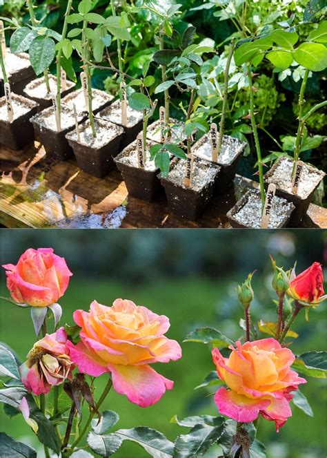 Grow Roses From Cuttings 2 Best Ways To Propagate A Piece Of Rainbow